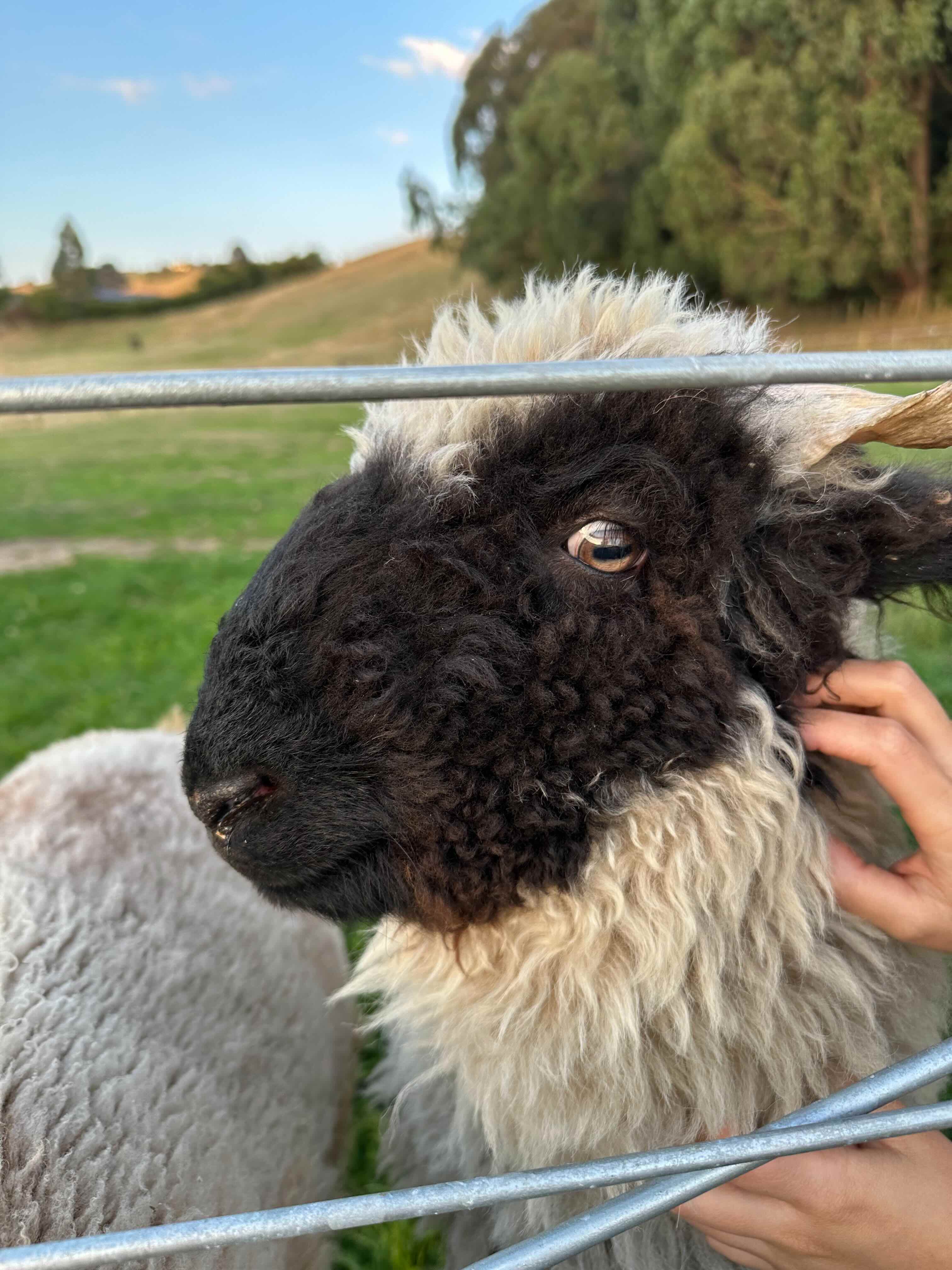 Sheep on the farm next to the studio